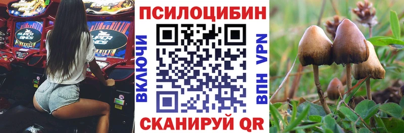 Псилоцибиновые грибы Psilocybe Володарск